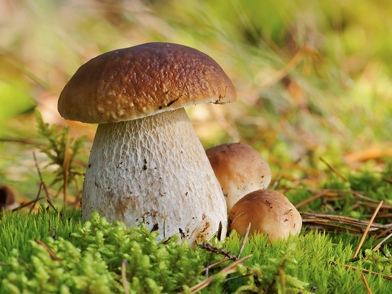 Fiera del Fungo Porcino 2022